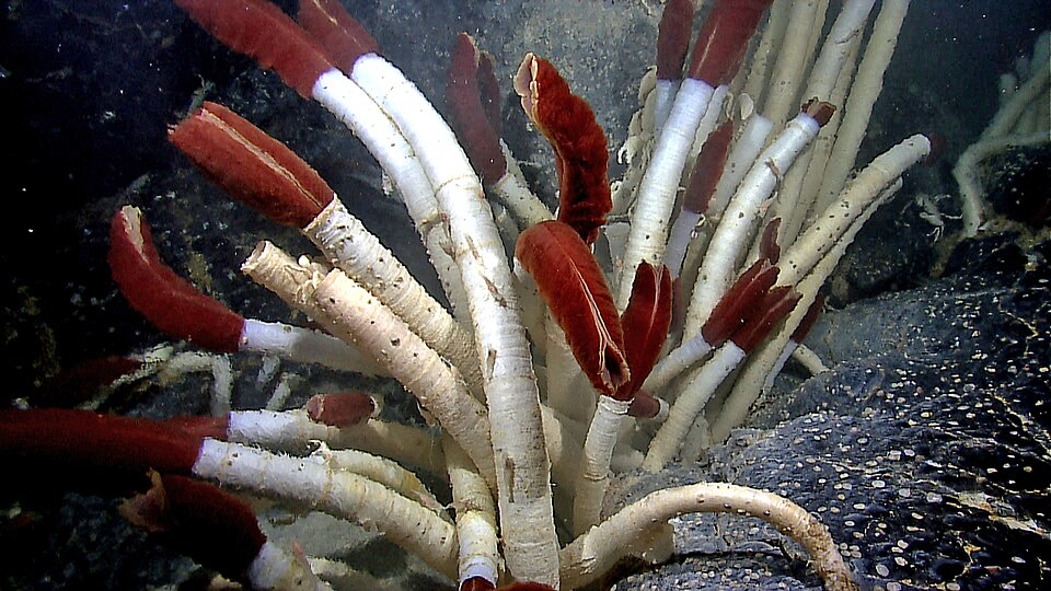 A dense colony of giant tube worms with red plumes clustered at a Galapagos Rift hydrothermal vent.